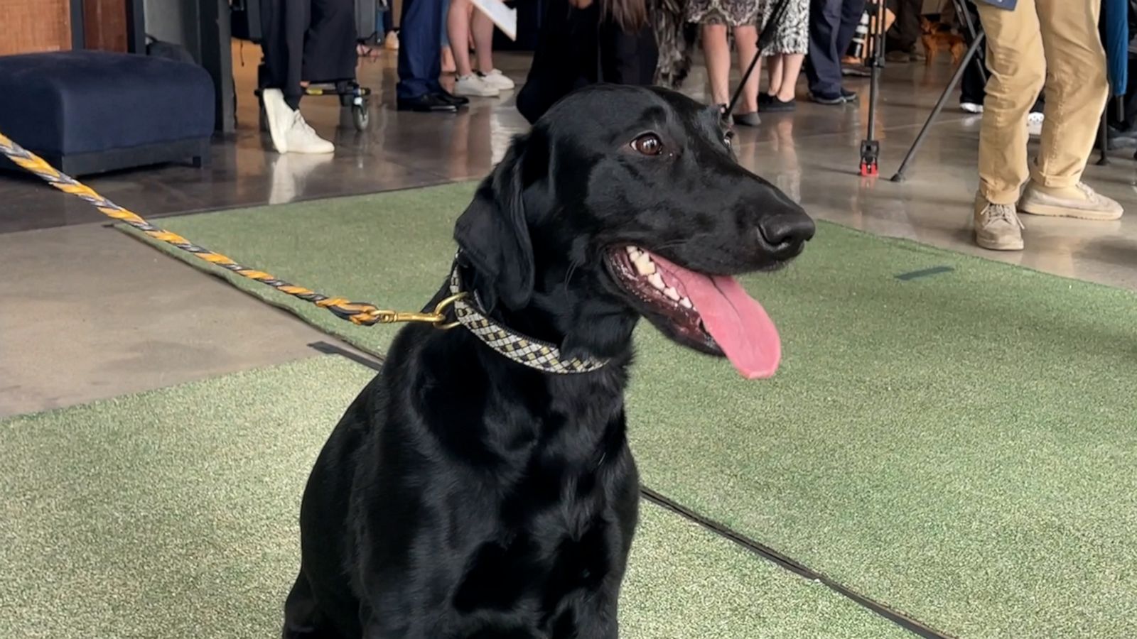 VIDEO: Just 60 seconds of dogs strutting their stuff