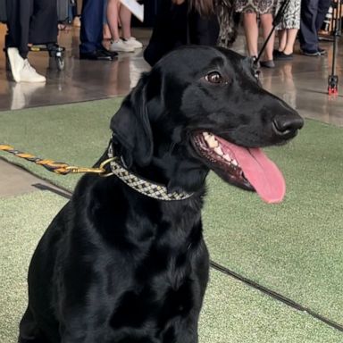 VIDEO: Just 60 seconds of dogs strutting their stuff