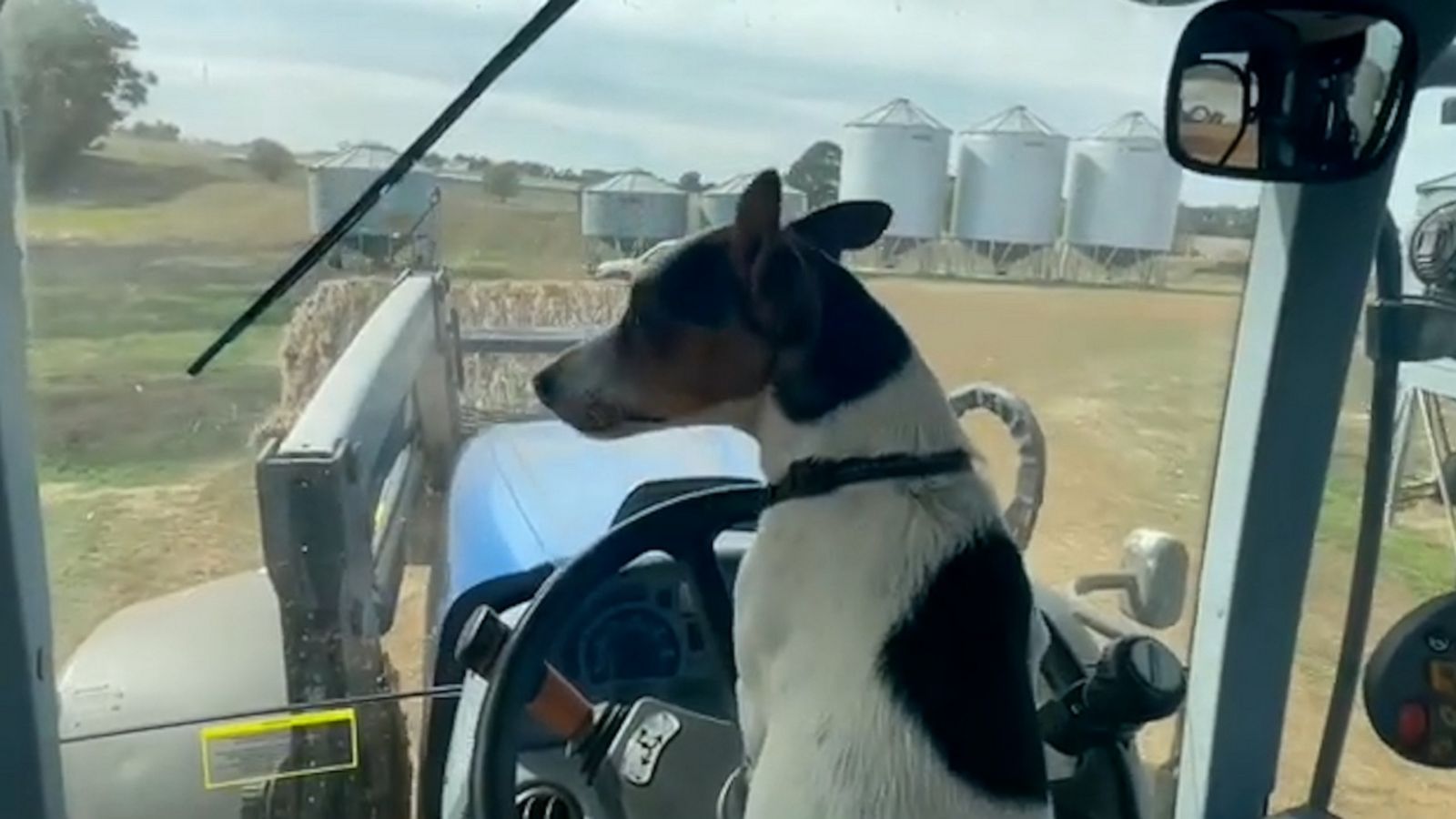 VIDEO: This pup isn't your average farm dog