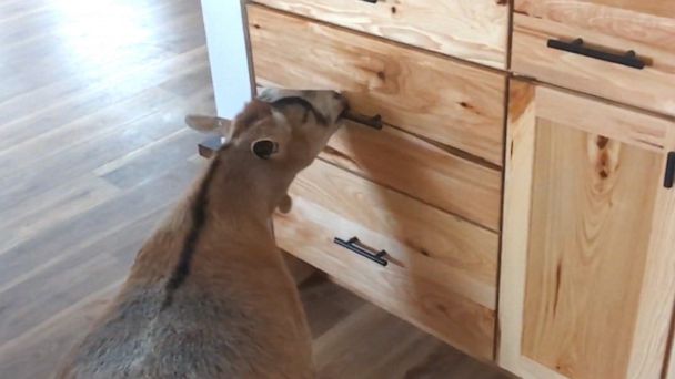 Video Genius goat figures out how to open the treat drawer