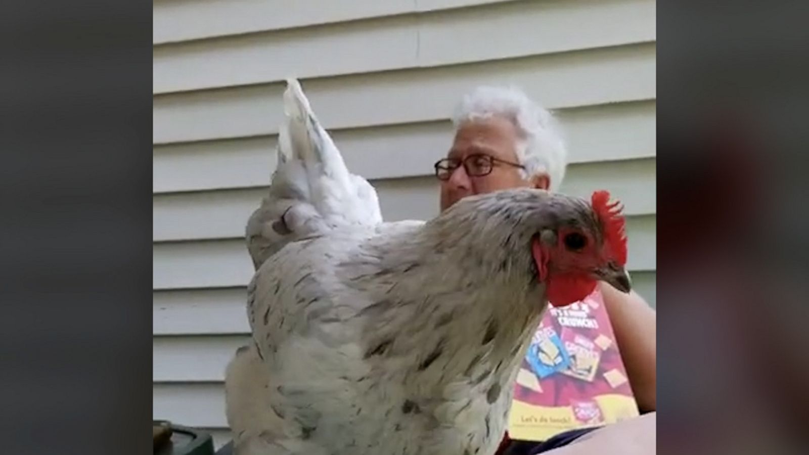 VIDEO: Hungry hen ditches healthy diet and snags Cheez-Its instead