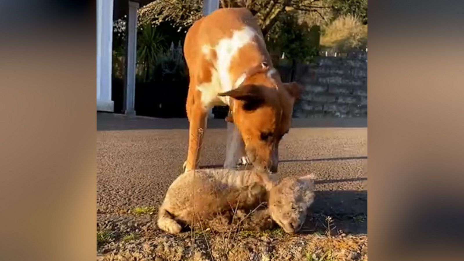 VIDEO: Lamb and dog become lifelong besties