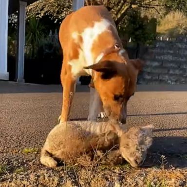 VIDEO: Lamb and dog become lifelong besties 