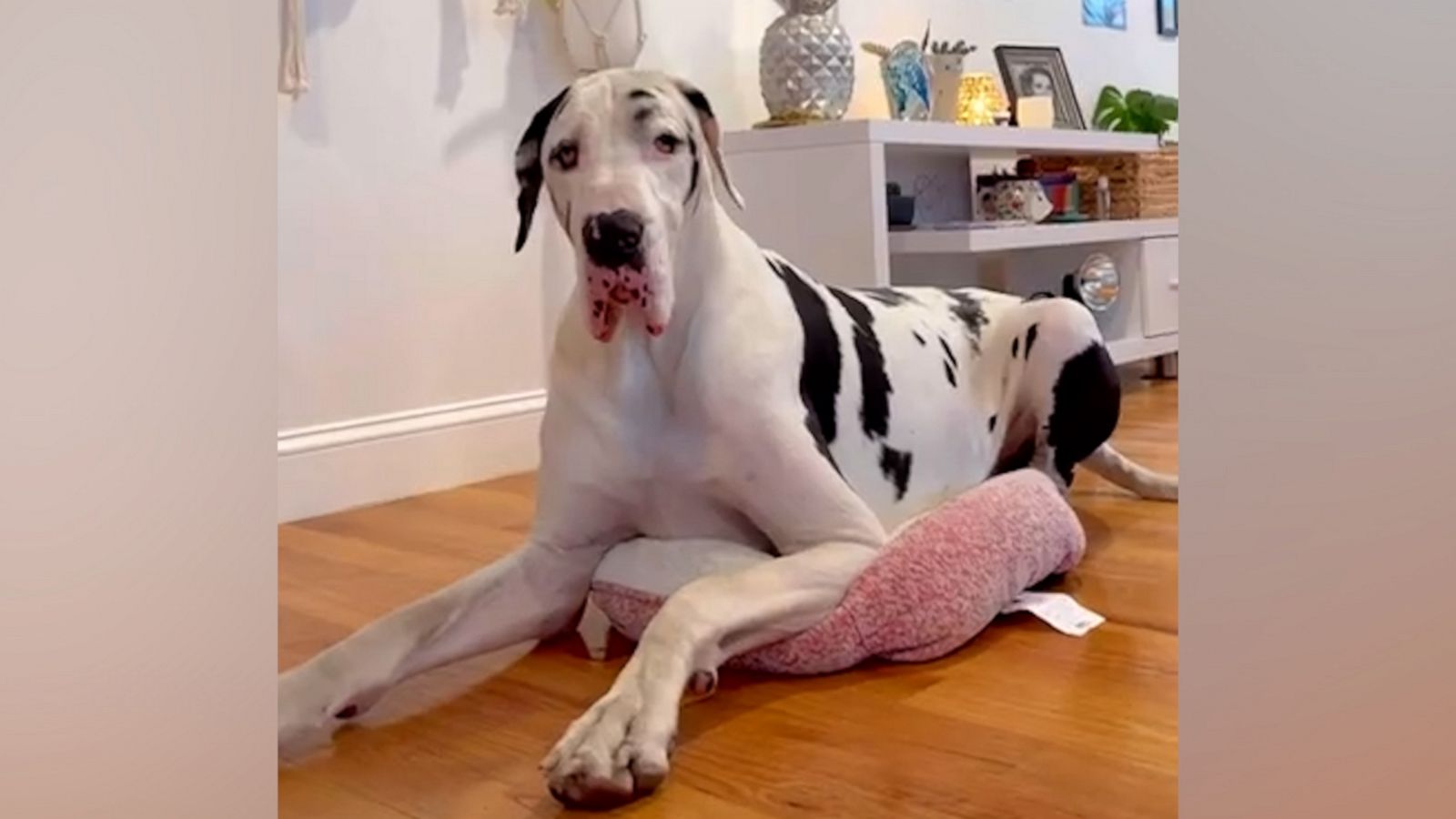 VIDEO: Great Dane gets cozy in a tiny bed