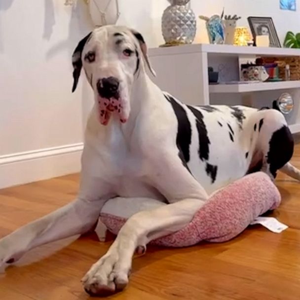 Great dane hot sale small