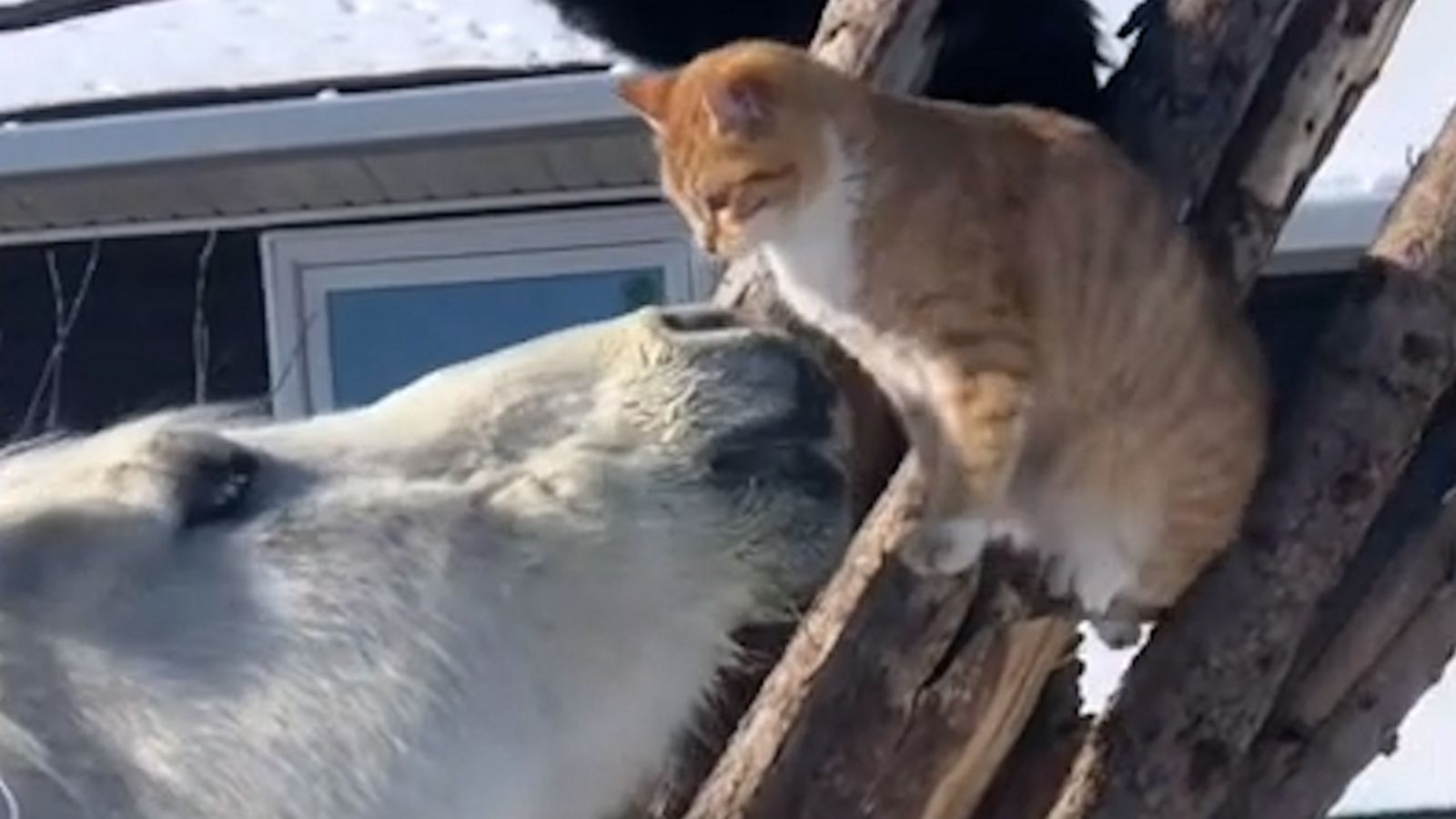 VIDEO: This sweet friendship between this horse and a cat is guaranteed to make you smile