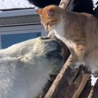 VIDEO: This sweet friendship between this horse and a cat is guaranteed to make you smile