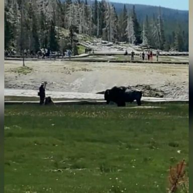 VIDEO: Man injured by bison in Yellowstone