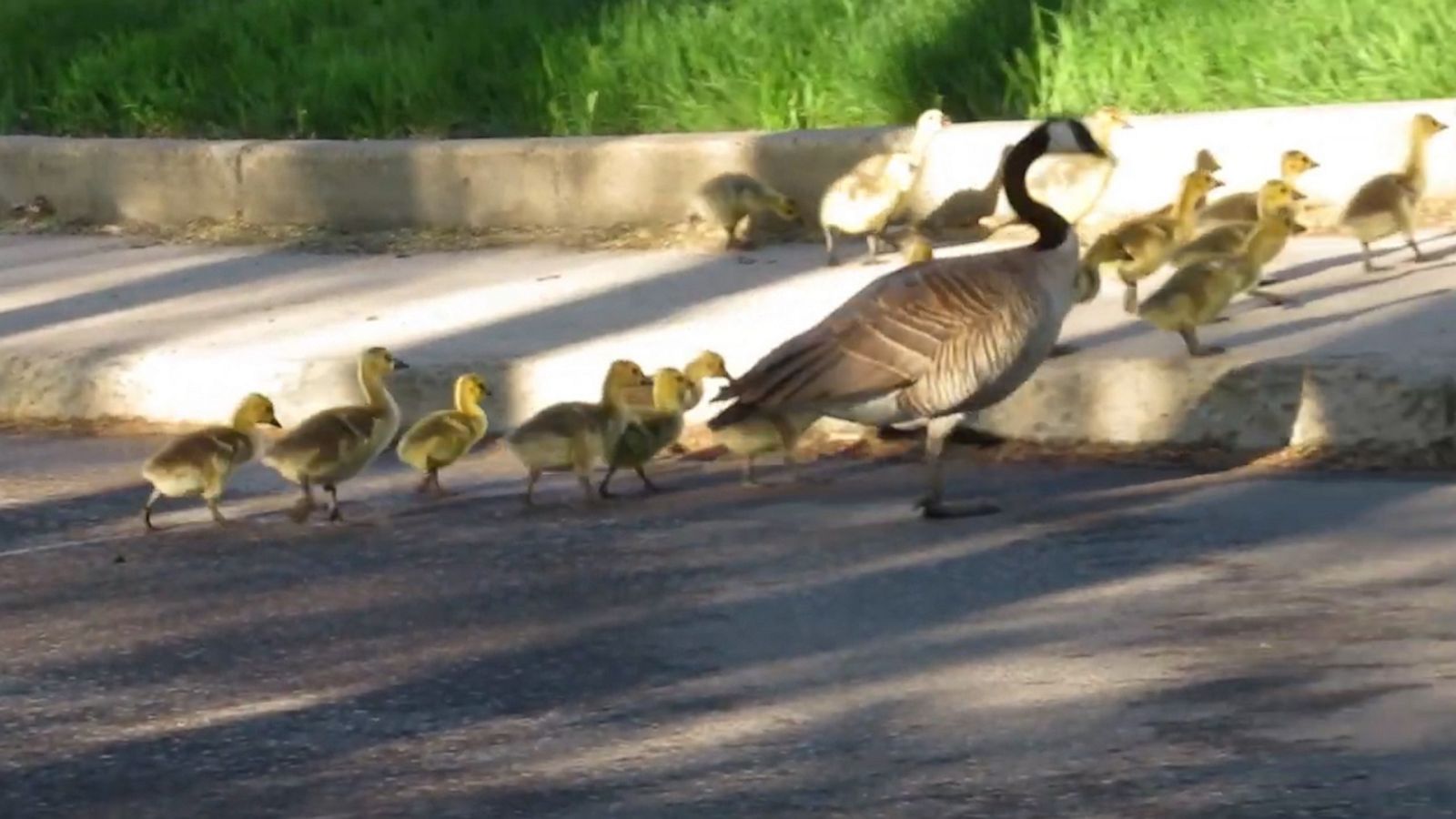 VIDEO: Watch this adorable gosling try to keep up with its family crossing the road