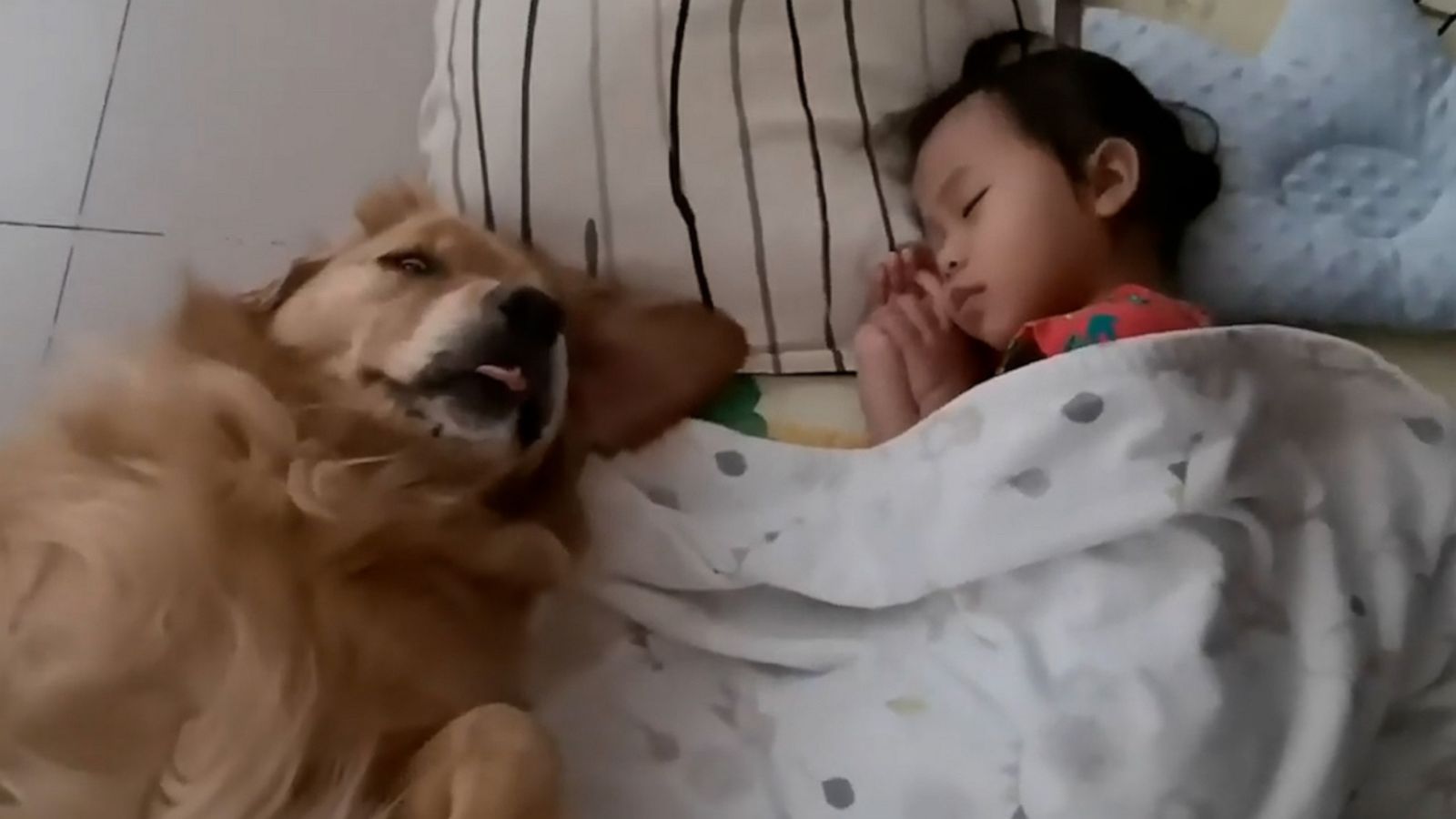 VIDEO: Cute alert: Dog watches over infant as she naps