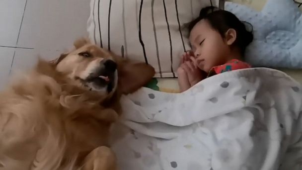 Cute alert: Dog watches over infant as she naps