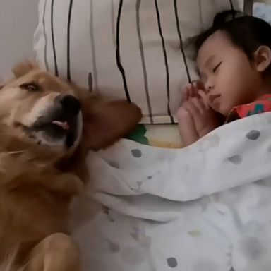 VIDEO: Cute alert: Dog watches over infant as she naps