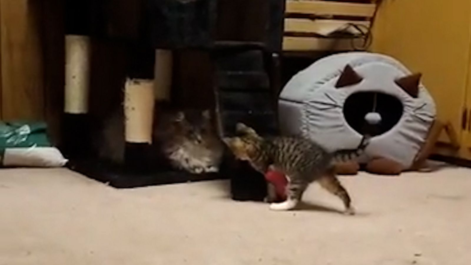 VIDEO: Cat waits for just the right moment to playfully pounce on kitten