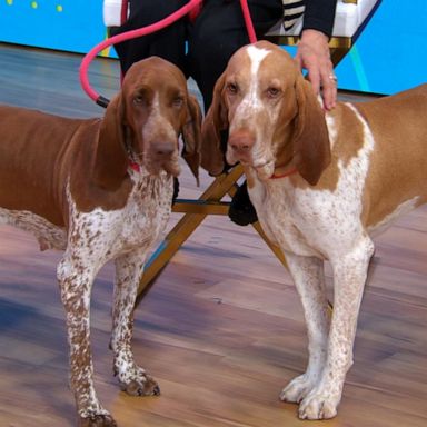 VIDEO: Bracco Italiano becomes 200th dog breed to join American Kennel Club