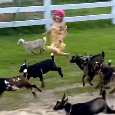 VIDEO: Kids tire out a herd of baby goats to get them ready for bed