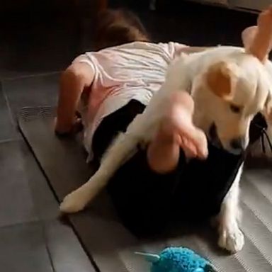 VIDEO: Dog joins girl during yoga workout 