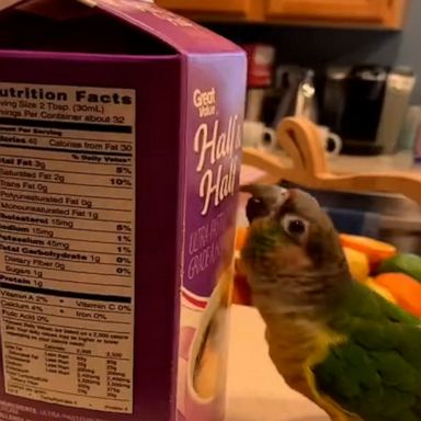 VIDEO: You have to listen to what life is like with this parrot