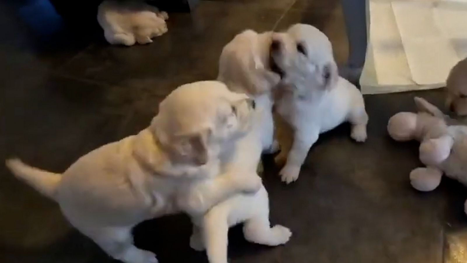 VIDEO: Watching this puppy playtime will put a smile on your face