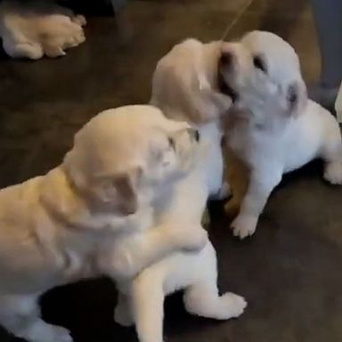 VIDEO: Watching this puppy playtime will put a smile on your face