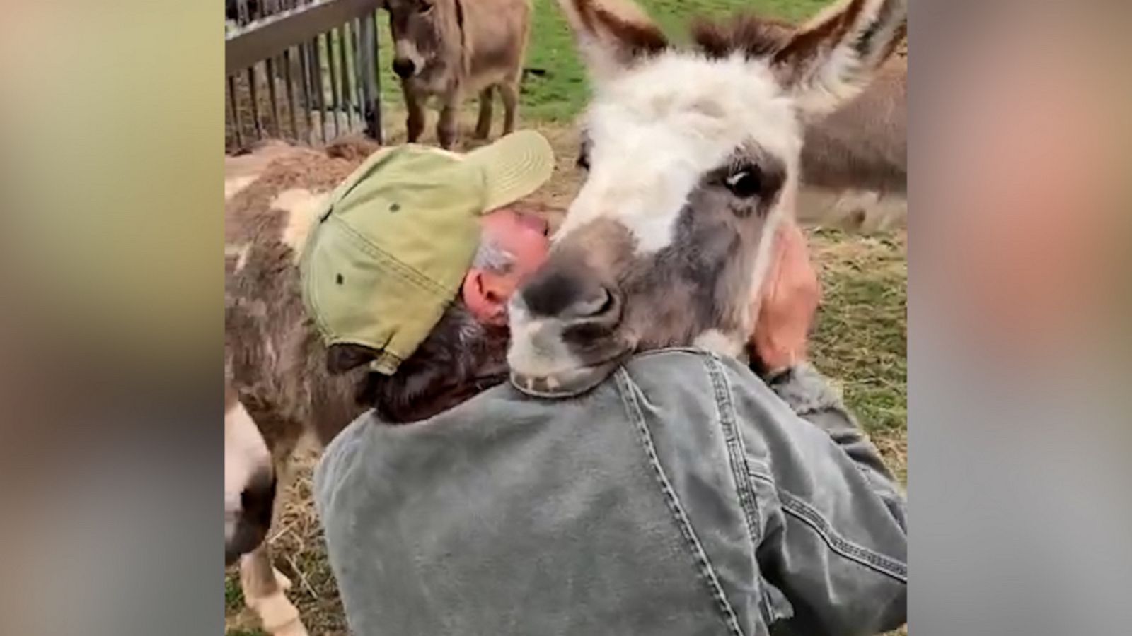 VIDEO: Man cuddles rescue donkeys -- and they can't get enough