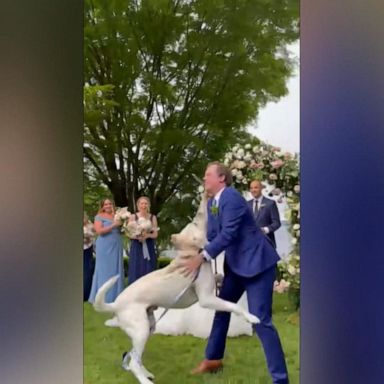 VIDEO: Dog crashes wedding