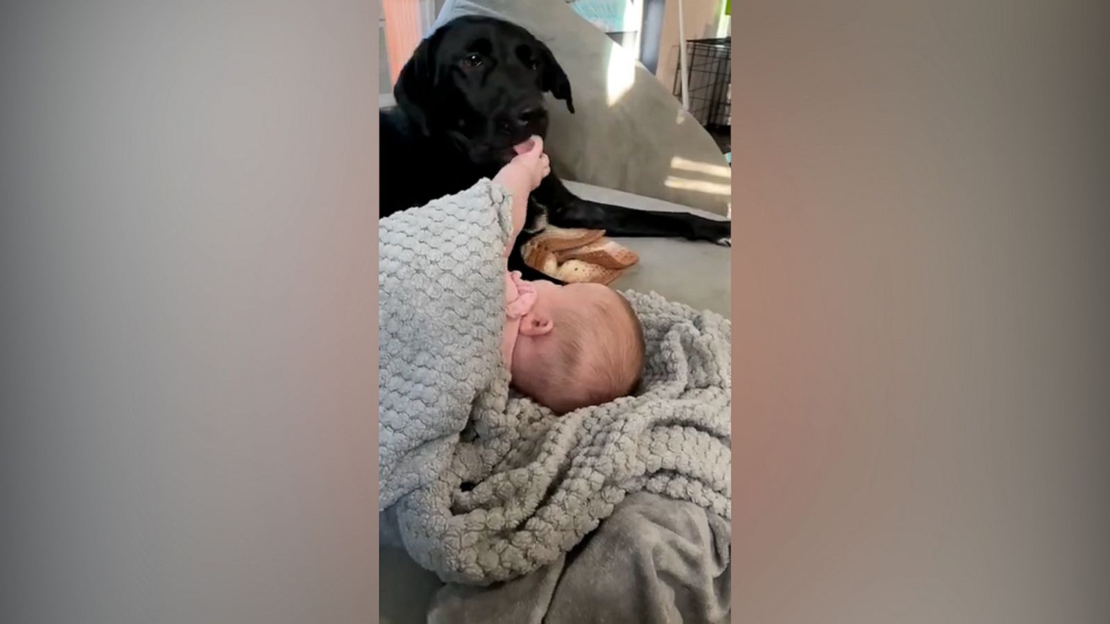 VIDEO: Watch this baby’s bond become even closer with her dog over a year