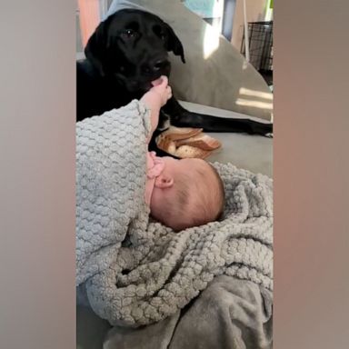 VIDEO: Watch this baby’s bond become even closer with her dog over a year