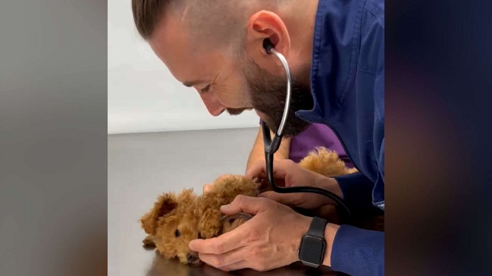 PHOTO: VIDEO: Watch this adorable dog get heart checked