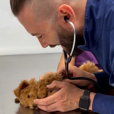 PHOTO: VIDEO: Watch this adorable dog get heart checked