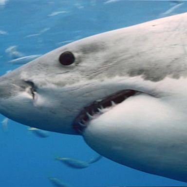 VIDEO: New research captures video of juvenile white shark nursery at popular beach