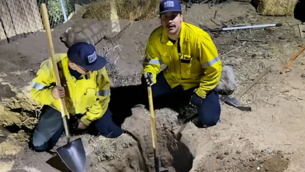 WATCH: Firefighters heroically rescue puppies from tortoise den WATCH: Firefighters heroically rescue puppies from tortoise den