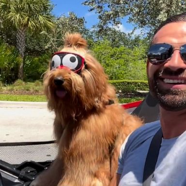 VIDEO: This man and his fluffy goldendoodle are redefining friendship goals