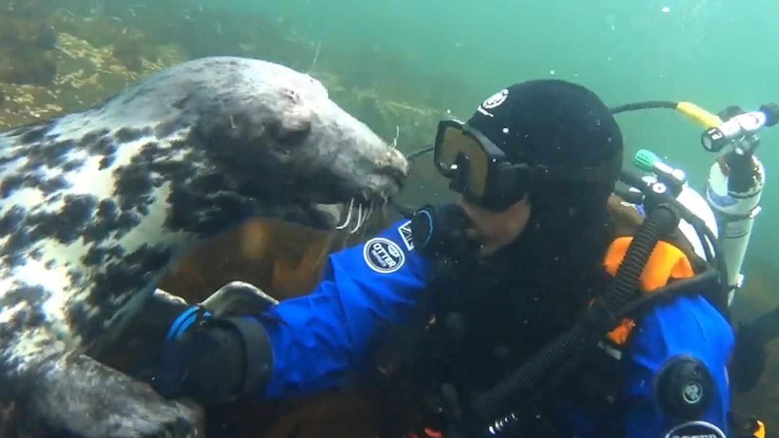 VIDEO: Diver gets seal-iously cute underwater cuddle