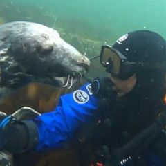 Diver gets seal-iously cute underwater cuddle