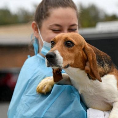 VIDEO: 45 beagles head from Virginia to California for adoption