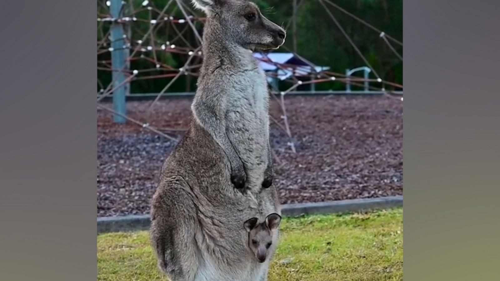 VIDEO: Adorable joey pokes head out of its mother’s pouch