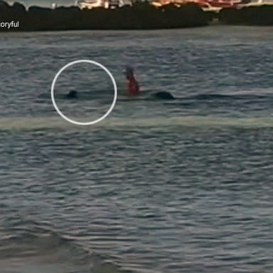 VIDEO: Swimmer’s frightening encounter with seal caught on camera