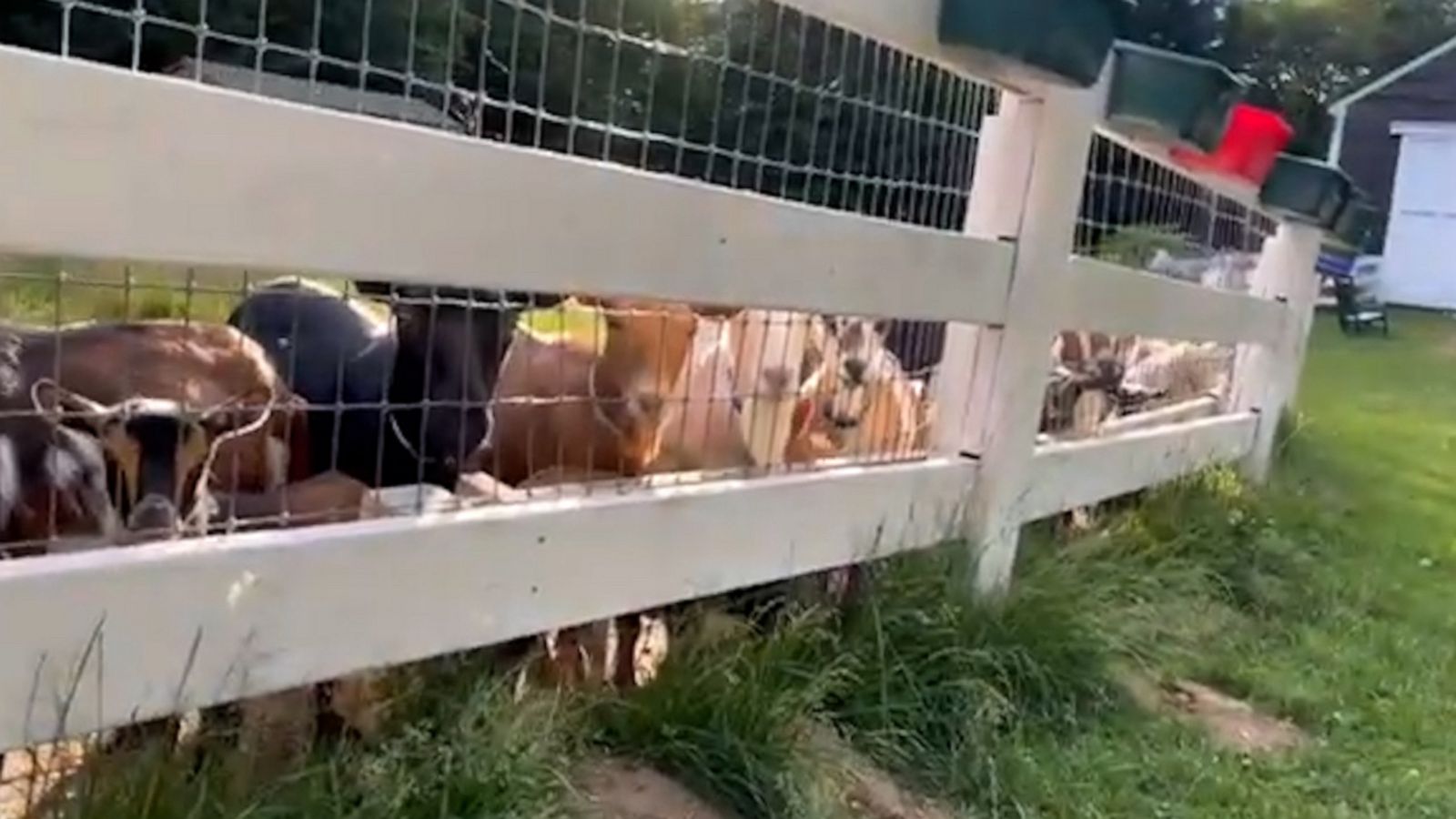 VIDEO: Goats enjoy watching puppy play on farm