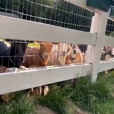 VIDEO: Goats enjoy watching puppy play on farm