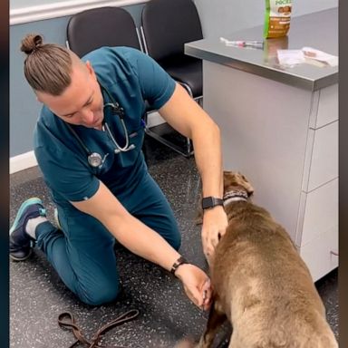 VIDEO: Veterinarian uses creative method to give dog shots