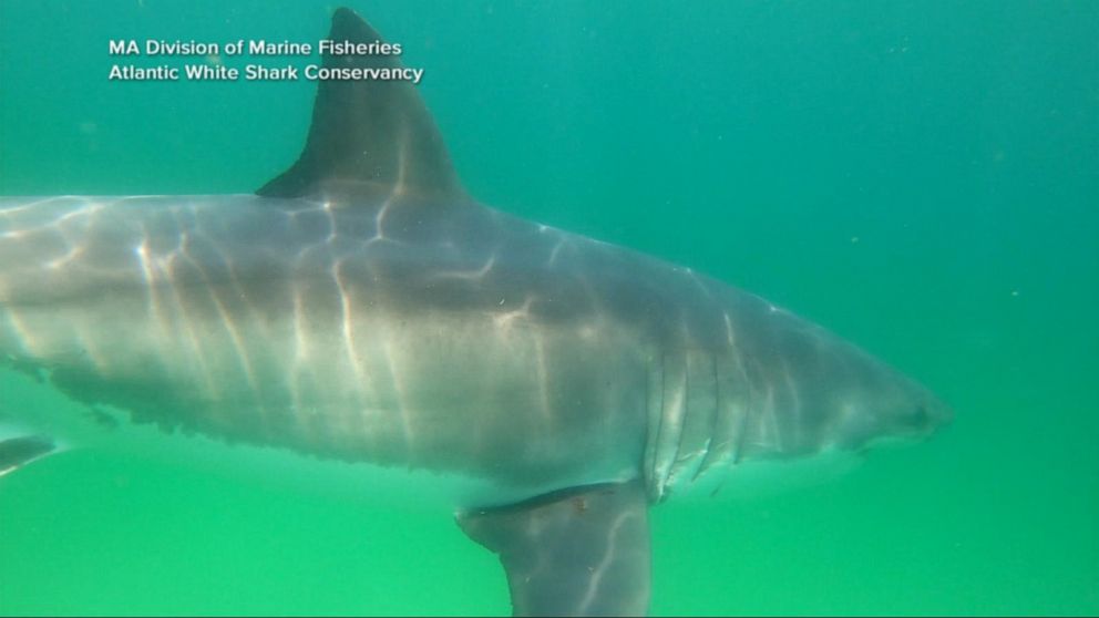 Video Why shark sightings and encounters are on the rise ABC News