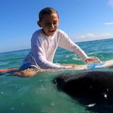 VIDEO: Twins boys have sweet surprise encounter with manatees while surfing