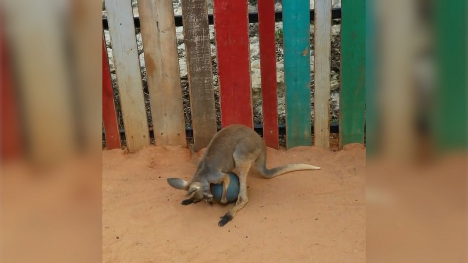 PHOTO: VIDEO: Adorable baby kangaroo has a ball with his favorite toy