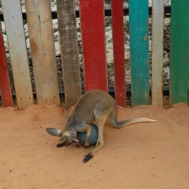 PHOTO: VIDEO: Adorable baby kangaroo has a ball with his favorite toy