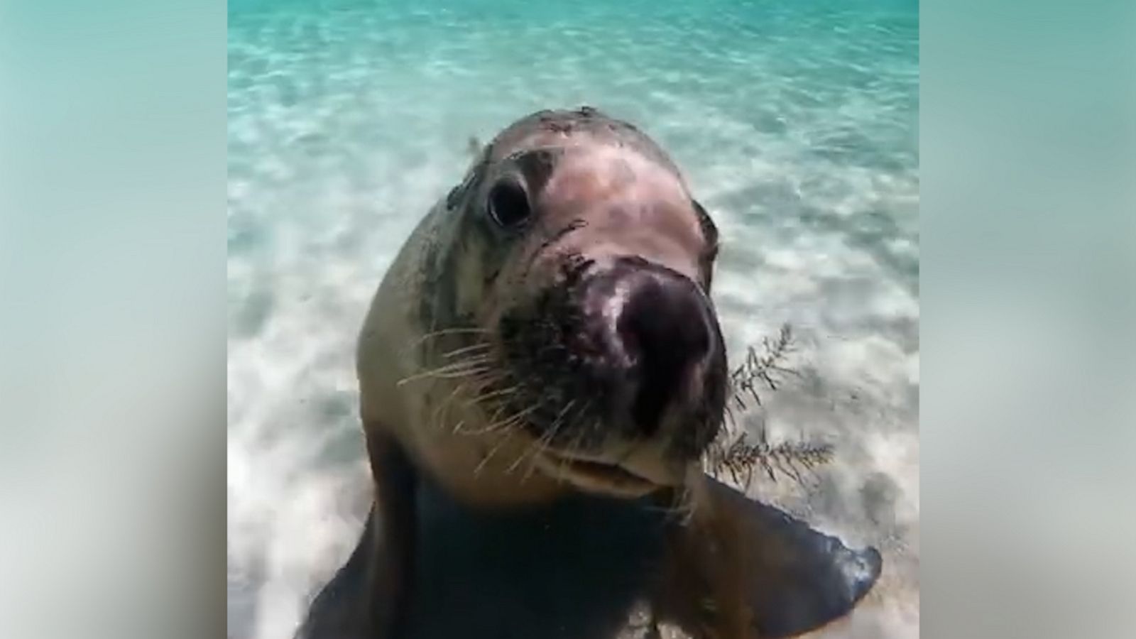 VIDEO: Adorable sea lion gives diver the cutest puppy dog-eyed stare