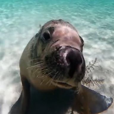 VIDEO: Adorable sea lion gives diver the cutest puppy dog-eyed stare