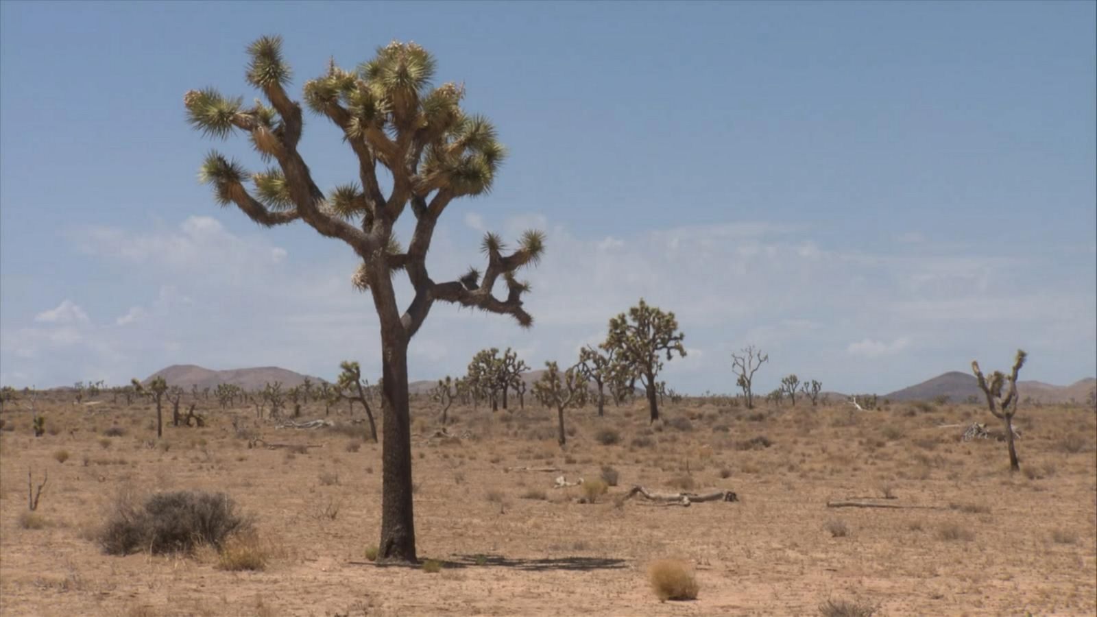 Under threat at Joshua Tree National Park - Good Morning America