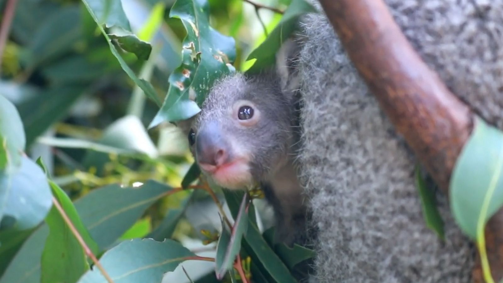 VIDEO: Australian park’s koala welcomes first joey