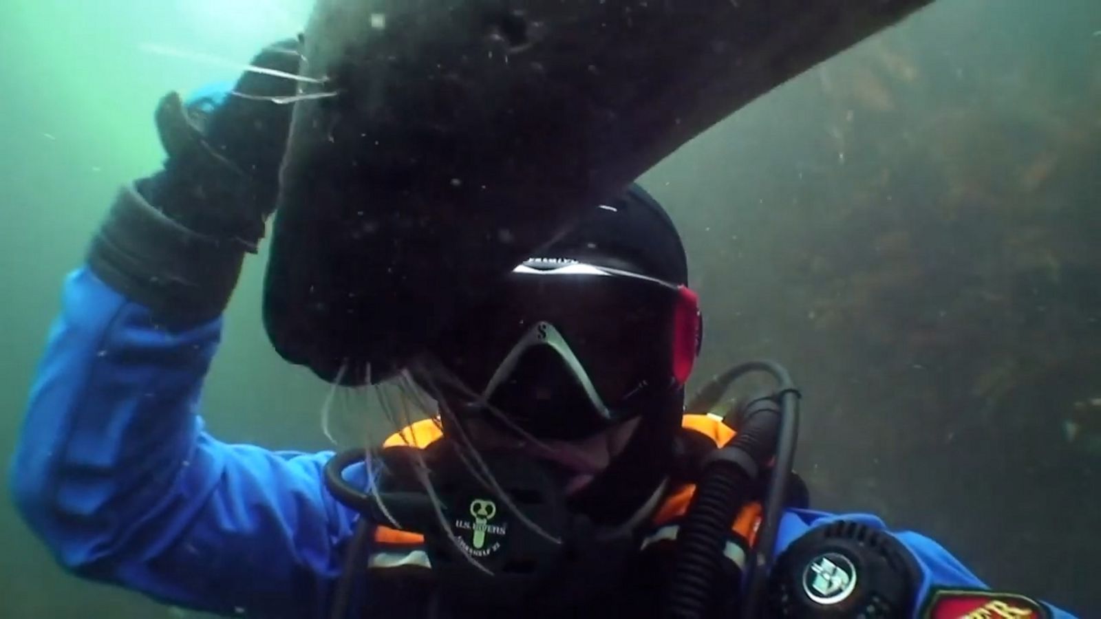 VIDEO: Friendly seal holds diver’s hand close to chest