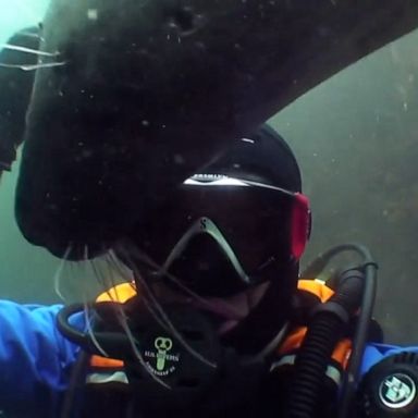 VIDEO: Friendly seal holds diver’s hand close to chest